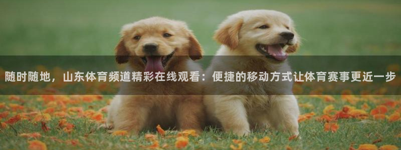 随时随地，山东体育频道精彩在线观看：便捷的移动方式让体育赛事更近一步